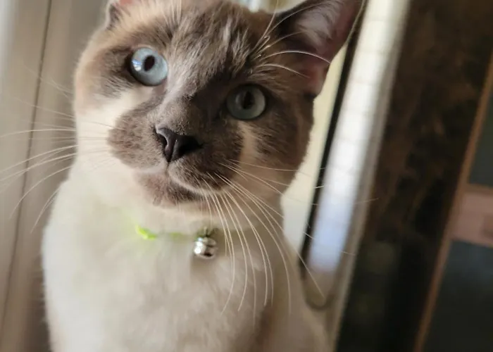 فندق مبيت وإفطار Le Petit Bonheur Sergeac